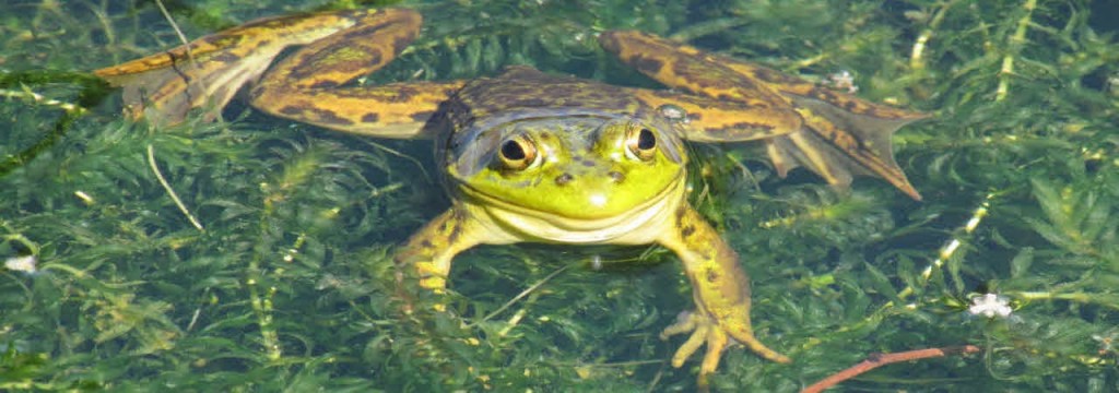 cropped-acadian-pond-frog-in-pond-smiling.jpg